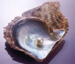 Perle