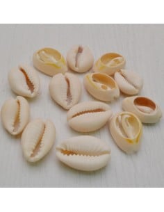 Confezione Cauri perline conchiglia naturale chiara 14x17mm 70pz Gioie d'Oriente