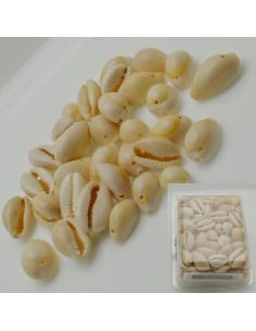 70 pz Ciondoli Conchiglie Guscio Naturale 13x22mm un foro Gioie d'Oriente