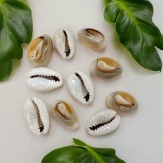 Conchiglie sfuse per cavigliere, collane, bracciali e orecchini - 10 pz Gioie d'Oriente 2