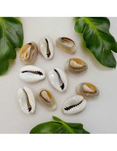 Conchiglie sfuse per cavigliere, collane, bracciali e orecchini - 10 pz Gioie d'Oriente