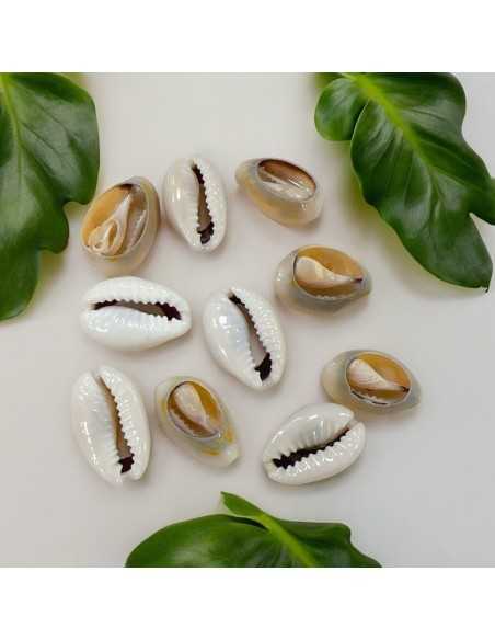 Conchiglie sfuse per cavigliere, collane, bracciali e orecchini - 10 pz Gioie d'Oriente