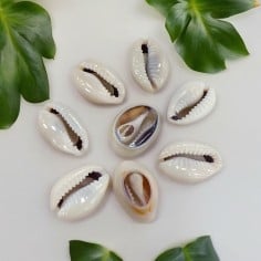 Connettore conchiglia sfumato colore naturale 14x22mm - 8 pezzi Gioie d'Oriente