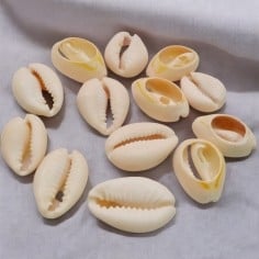 Confezione Cauri perline conchiglia naturale chiara 15x22mm 50pz Gioie d'Oriente